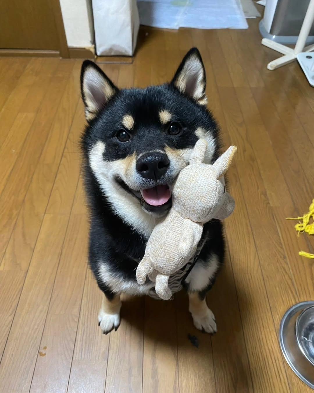 Mui the dog